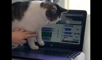 あと少しでチケットが購入できたのに・・!ネコがパソコンの電源を切っちゃった!?【海外・動画】