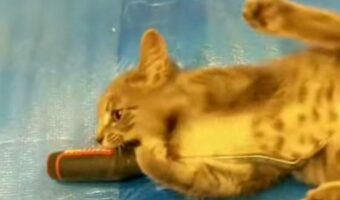 子猫がDIYに参加!?床張り作業をする飼い主さんから工具を拝借!【アメリカ・動画】
