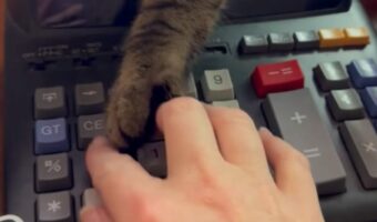 お手伝いしてくれるの?事務作業中に伸びてきたのは・・ネコのかわいいおてて!?【アメリカ・動画】