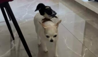 落とさないようにゆっくり・・。チワワの背中に鳥が停まっている!?【海外・動画】