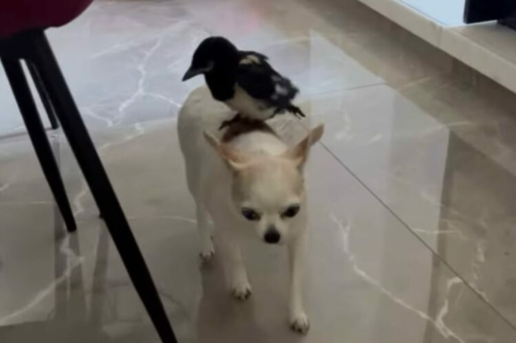 落とさないようにゆっくり・・。チワワの背中に鳥が停まっている！？【海外・動画】
