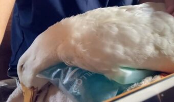 アヒルが保冷剤で涼む様子が話題に！「気持ちよさそうにしてますね」「もう動けねーわ〜って言ってそう」