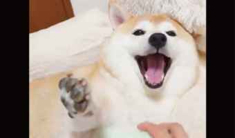 ブラッシング大好き!心地よさそうにしている柴犬に「そこそこって感じで口開けてくのかわいい」「良い顔してるぅ〜」