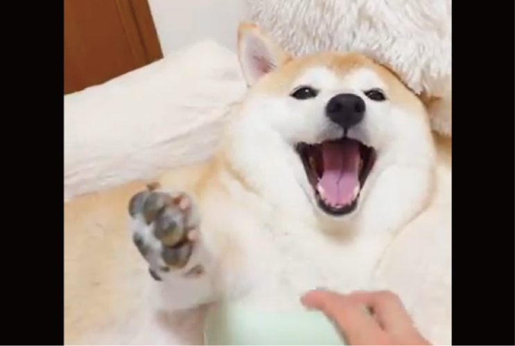 ブラッシング大好き！心地よさそうにしている柴犬に「そこそこって感じで口開けてくのかわいい」「良い顔してるぅ〜」