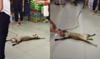 タイのペットショップの看板ネコちゃんは見事な大の字で床に!みんなに触られても全然動じない!