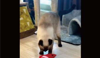 猫好きの9割は気付けない?はしゃぐシャム猫に夢中になって、もう1匹を見逃しているかも・・「じっと見てる」「家政婦・・・」