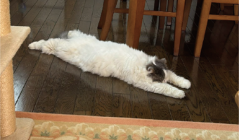 「まだ暑い」ネコが床にびた～ん！溶けるように腹ばいになっている姿が話題に