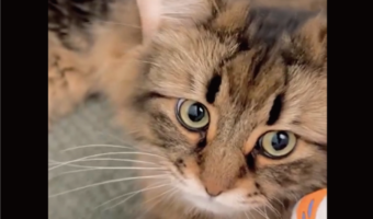 秋の始まりを感じる。ネコが腕にしがみついて寝たのは・・涼しくなってきた証？「かわいすぎます」「涼しくなると猫が寄ってくるのが嬉しいですね」