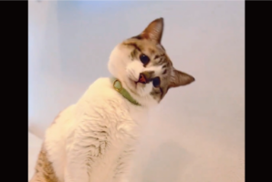 久しぶりのオモチャにネコ困惑？遊び方を忘れた様子に「お困りの表情」「小首の傾げ方が世界一かわいい」