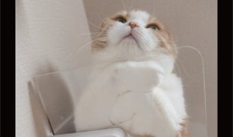 おててあんよ尻尾ないないの裏側が話題に!「希少なアングル!」「こんな感じでないないしてるのですね」