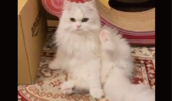 足を下ろすのを忘れて毛づくろいをするミヌエットがかわいすぎると話題に「最後のえ！？足！？が良き」