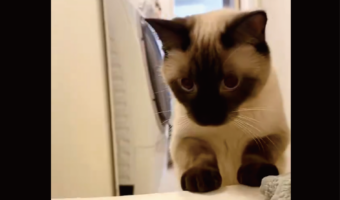 まさかの猫パンチを披露したネコが話題に!「パンチなのにソフト」「優しさで満ちてる」