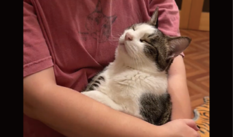 だっこしてもらっている猫が赤ちゃんすぎる!と話題に「安心しまくりですね」「でっかい赤ちゃん」