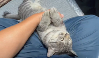 飼い主さんにだっこされながら眠るネコ。腕に掴まるかわいいおててに「悶絶級」「気持ちいいんでしょうね」