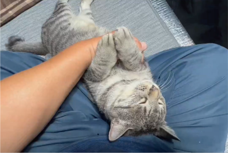 飼い主さんにだっこされながら眠るネコ。腕に掴まるかわいいおててに「悶絶級」「気持ちいいんでしょうね」