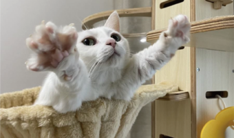 今にも飛んでいきそう！おててを伸ばしたスーパーヒーローの様なネコが話題に