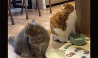 同時に後ろを振り向いた食事中のネコたち「シンクロ度高すぎ」「左右対称になってるのが芸術点高い」