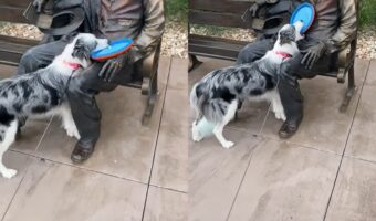 ボーダーコリーがフリスビー投げてとおねだりしていたのはリンカーン！？必死のおねだりがかわいすぎる