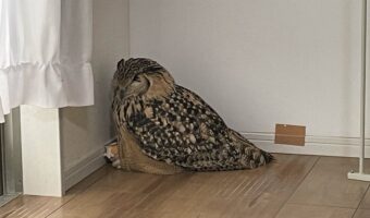 部屋の端で寝ているベンガルワシミミズク。ぬいぐるみを抱いているのもかわいすぎる!