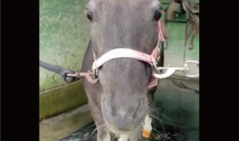 ウマの前髪を切ったらかわいくなったと話題に！「こんなにぱっつんが似合うなんて」「平安感がたまらない」