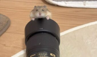 ハムスターがカメラにぎゅっ!しがみついている姿が話題に「好奇心旺盛ですね~」「カメラが撮る道具じゃなくて 撮られる道具になってる」