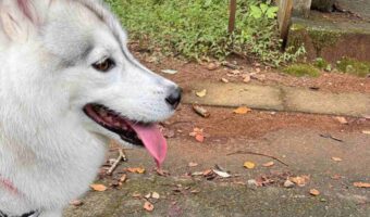 ハスキー犬は威嚇されている事に気付いていない!?そのお相手は・・「灯台下暗し」「なんなら見てすらない気がします」