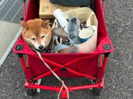 ワゴンの隙間にぴったりハマっている柴犬。シンデレラフィットしている姿に「ぬいぐるみみたい」「お荷物と一緒でかわいい」