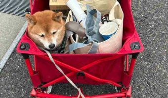 ワゴンの隙間にぴったりハマっている柴犬。シンデレラフィットしている姿に「ぬいぐるみみたい」「お荷物と一緒でかわいい」