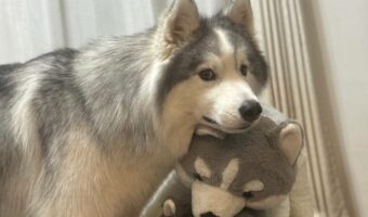 かわいいハスキー団子!2頭のハスキー犬とぬいぐるみが重なる光景に「かわいすぎて反則です」「ハスキーさんがつむつむ」