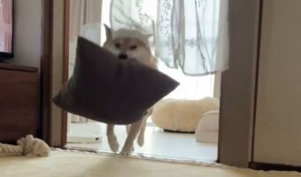 横になるとクッションを運んできてくれる!柴犬のやさしさに「ぶん回すのがまたいい」「かわいいし、かしこいし、かわいい。」