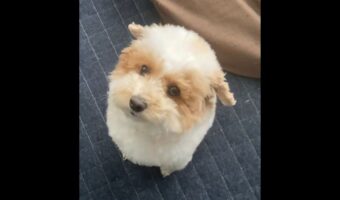 トイプードルの耳がピクピク！かわいいお返事が話題に「おててのかわりに耳をぴょこ！」「おみみで飛べそう」