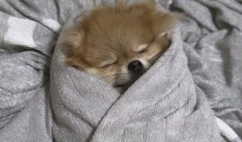 おくるみでぐっすり眠るポメラニアンがかわいすぎると話題に！「包まれ方とスヤスヤのお顔がかわいすぎる」「癒しが過ぎます」