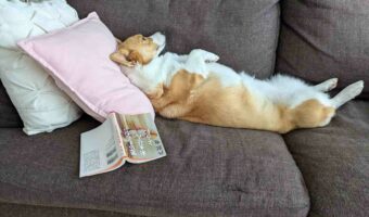 読書疲れしたのかな?飼い主さんが離席した隙にお昼寝を始めたコーギーの姿が話題に「目を休ませないとね」