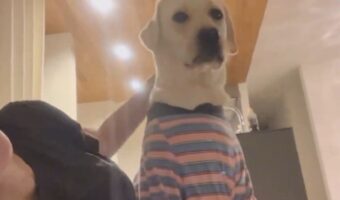 ラブラドールのお手が適当過ぎる!?雑な仕草に反響「はいはい・・・みたいな」「互いにやる気なくて最高」