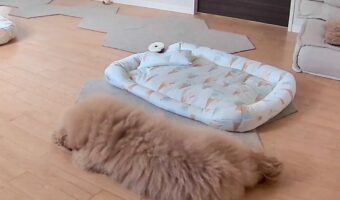 ベッドの隣りにラグが敷かれている？ペットカメラに映る愛犬の姿が話題に
