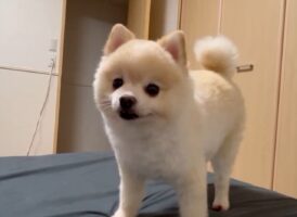 動画を撮っているはずなのに・・。動きが少なく静止画のようなポメラニアンが話題に！「ずっと見ちゃいますね」「あふれ出るぬいぐるみ感」