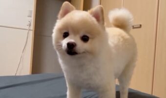 動画を撮っているはずなのに・・。動きが少なく静止画のようなポメラニアンが話題に!「ずっと見ちゃいますね」「あふれ出るぬいぐるみ感」