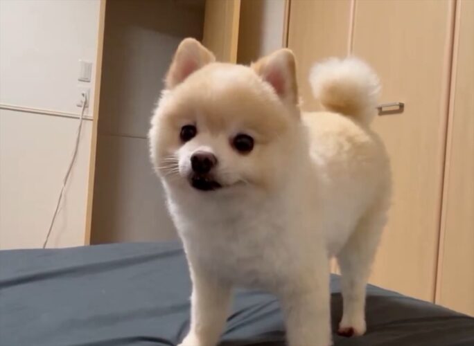 動画を撮っているはずなのに・・。動きが少なく静止画のようなポメラニアンが話題に！「ずっと見ちゃいますね」「あふれ出るぬいぐるみ感」
