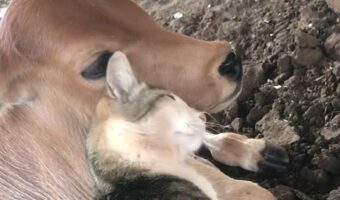 子猫は仔牛が大好き!スリスリして離れニャい!!【海外・動画】
