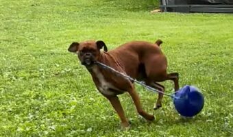 ボール遊びをするボクサー犬。ボールの紐をくわえてスイングさせる姿がアグレッシブ！！【アメリカ・動画】