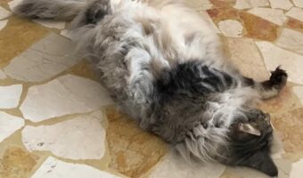 一番涼しい場所を独占!ネコが扇風機の前でゴロリと横になってくつろぐ