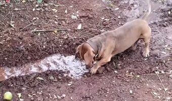 水路を夢中になって作る愛犬。洗車で流れ出た水を前にホリホリが止まらない!【海外・動画】