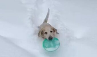 もう1回!雪の中にフリスビーを取りに行った愛犬はまだまだ遊びたい!!【アメリカ・動画】