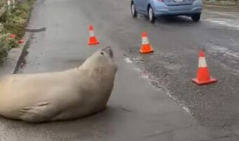 道路が一部閉鎖中!落石があったのかと思いきや・・岩ではなくアザラシだ!!【海外・動画】