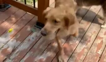 ひとりで楽しいボール遊び！ひとりでも楽しく遊べるスポットを発見した愛犬はもう夢中！！【海外・動画】