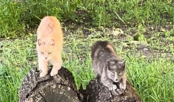 ネコが丸太をふみふみ!隣りの丸太にも1匹やって来てふみふみ!!