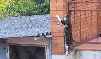 脱出のプロ過ぎるネコ。壁をつたって・・最大の障害もクリア!!【海外・動画】
