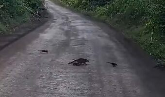 まだまだいるよ！道路を横断するハナグマ家族。もう全員通ったかなと思ったら・・次々に家族が現れた！！