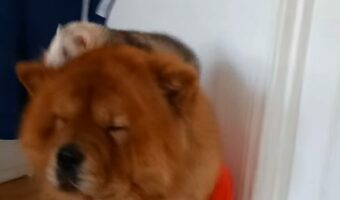 元気いっぱいなフェレット!おとなしいチャウチャウを・・遊び場にしてる!?【海外・動画】