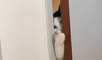 ちょっとドアを押せば通れるけれど・・。隙間から体を通したいネコの挑戦の結果は如何に!【海外・動画】